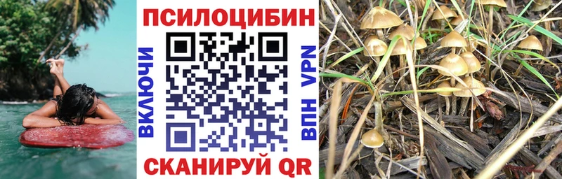 Купить где  Няндома  Галлюциногенные грибы Psilocybe 